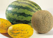 Melon (Various)